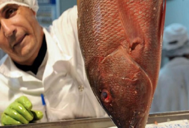 MT tem a menor produção de peixes dos últimos 5 anos