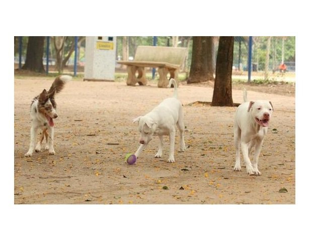 Ministério determina recolhimento de petiscos para cães