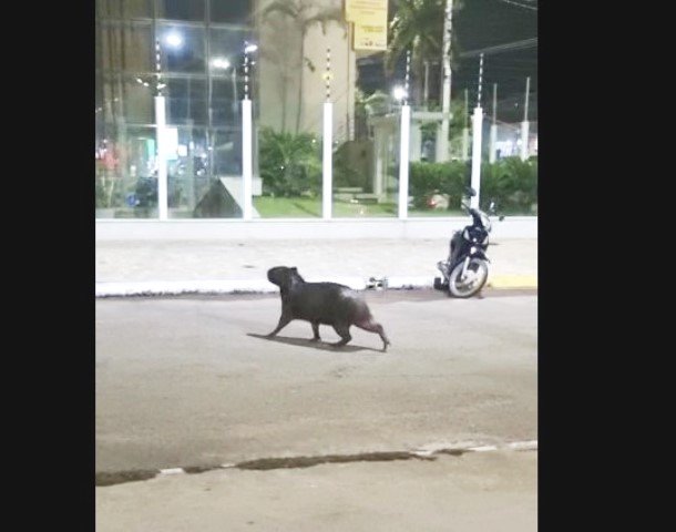 Capivara e flagrada por frequentadores do Lago dos Pioneiros em Colíder. (Vídeo)