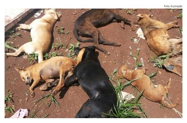 Número de cães envenenados sobe para 25 e ONG oferece recompensa para identificar autor