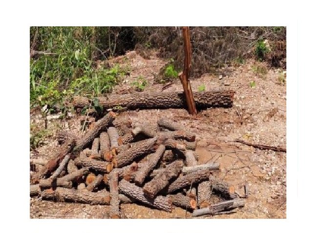 MT concentra 70% da exploração ilegal de madeira na Amazônia