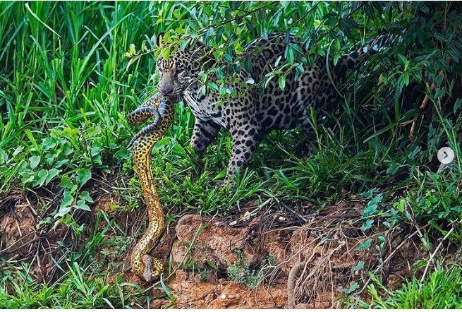 Imagens mostram batalha mortal entre anaconda e onça-pintada no Pantanal