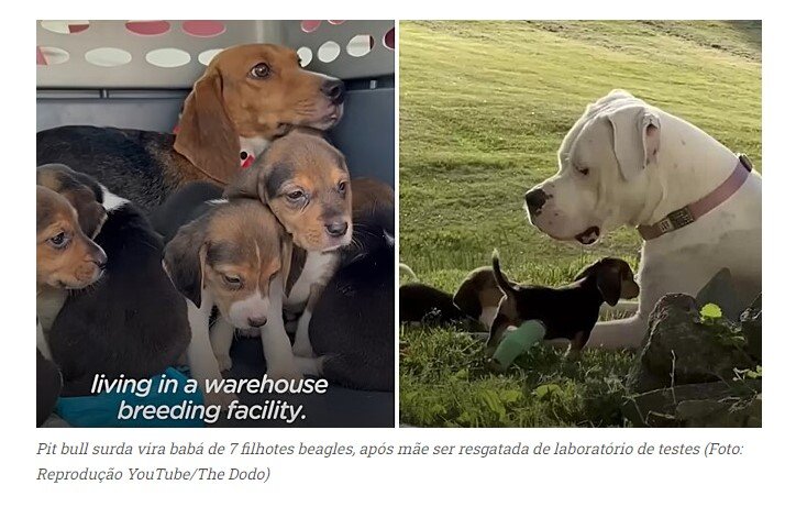 Pit bull surda vira babá para ajudar cadela estressada a cuidar de seus 7 filhotes; vídeo