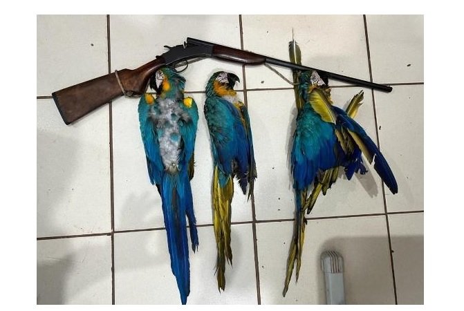 Indígena é preso ao matar Araras a tiros em MT