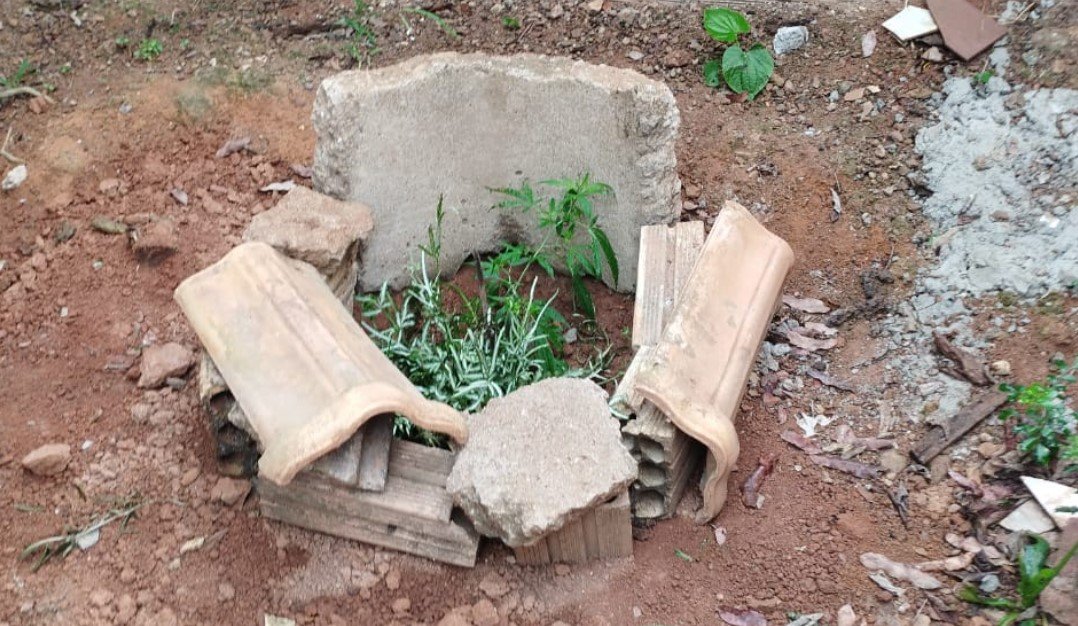 Homem em Colíder e preso por plantio de Maconha em seu quintal.