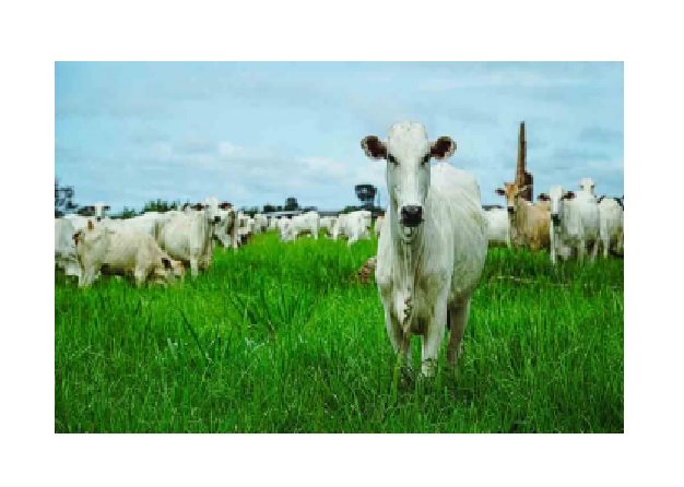 Pecuaristas de MT devem registrar no Indea a marca utilizada para identificar seu rebanho