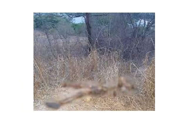 Ossada humana é encontrada em MT; perícia vê perfuração no crânio