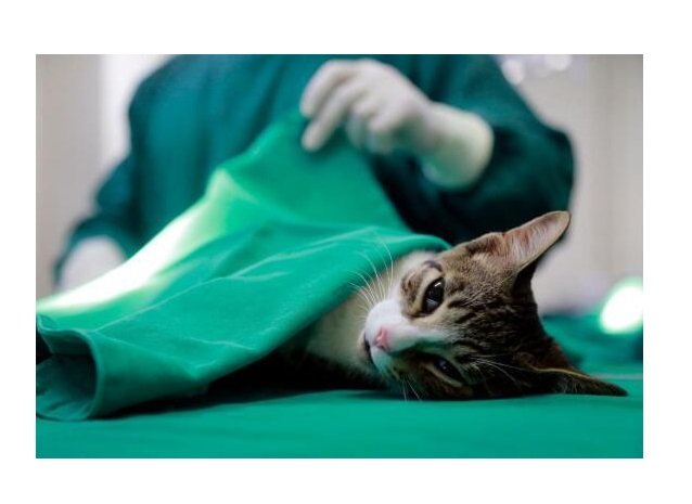 Cuidados que o tutor deve ter na pré e pós-castração de cães e gatos
