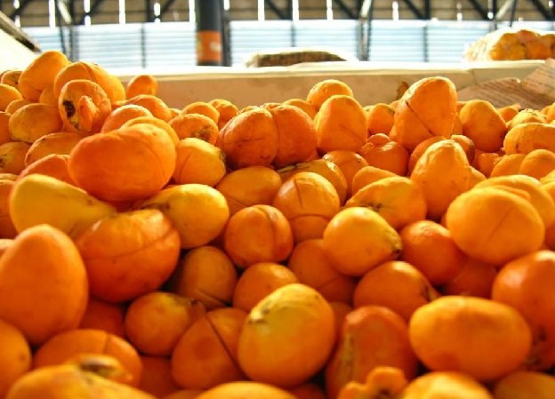 Colheita do pequi pode gerar renda de R$ 600 mil para produtores rurais