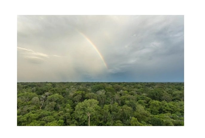 Mato Grosso é o 2º estado que mais perdeu vegetação natural em 20 anos no país