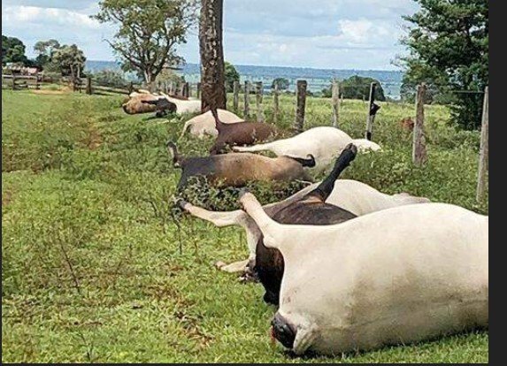 Pecuarista em Colíder perde seis cabeças de gado devido choque elétrico.