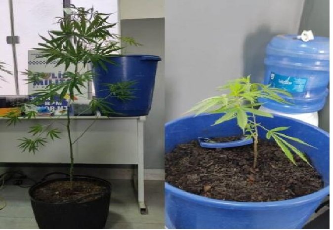 Bebê é encontrado 'risonho e zonzo' no mesmo ambiente que pais fumavam maconha