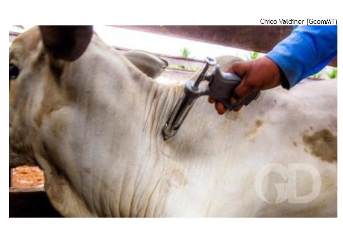 Segunda etapa da vacinação contra febre aftosa começa em novembro em Mato Grosso