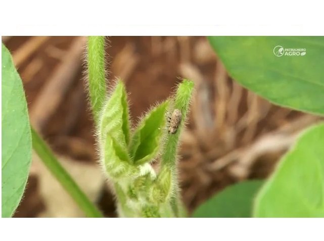 Cascudinho-da-soja gera prejuízo em lavouras de Mato Grosso