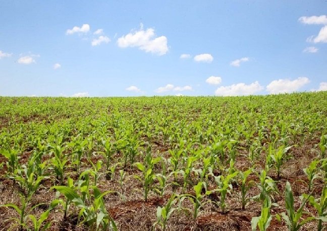 Produtividade no plantio de milho deve aumentar 16% na nova safra
