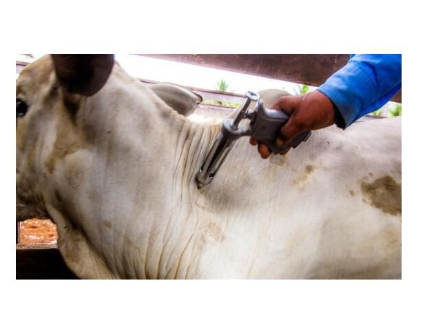 Indea acompanha última vacinação contra febre aftosa em Mato Grosso