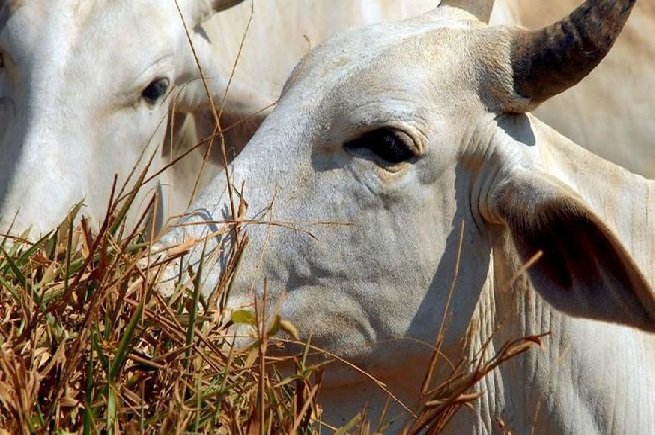 Brasil deve vacinar 161 milhões de bovinos e bubalinos contra aftosa