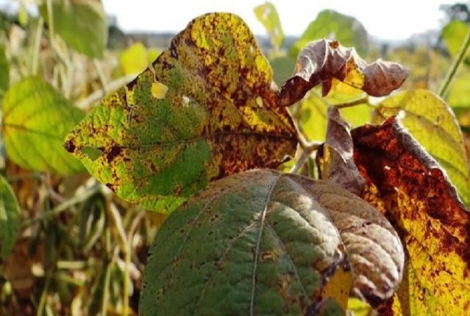 Uso de biodefensivos cresce 75% e soja responde por metade do mercado
