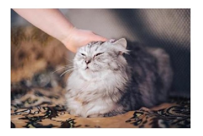 Gatos são capazes de reduzir estresse de pessoas emocionalmente sensíveis, veja
