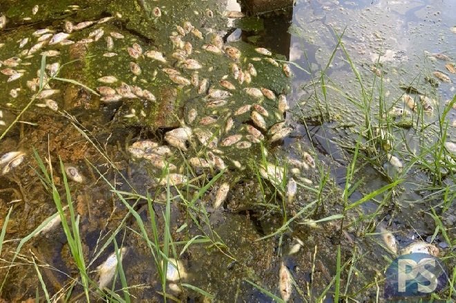 Centenas de peixes são encontrados mortos em córrego e NIF apura responsabilidades