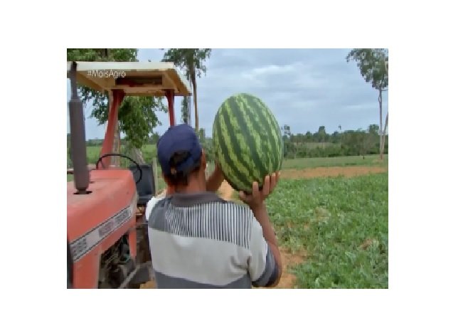 Casal de pecuaristas cultiva melancia e venda da fruta vira fonte de renda da família em MT