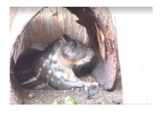 Homem é multado em R$ 70 mil por criar animais silvestres em sítio de MT