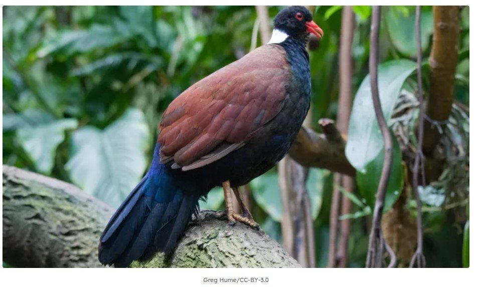 Pássaro que se acreditava estar extinto há 140 anos é visto em Papua-Nova Guiné