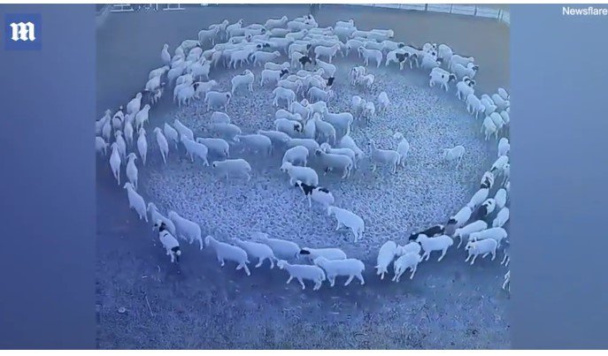 Biólogo comenta sobre o caso das ovelhas que andam em círculos; VÍDEO