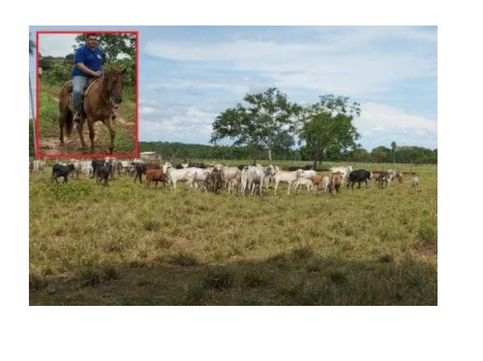 Enteado de prefeito é preso vendendo 130 vacas furtadas em MT; ele tinha 2 armas
