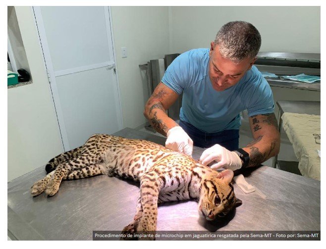 Sema-MT devolve à natureza jaguatirica após três meses em tratamento