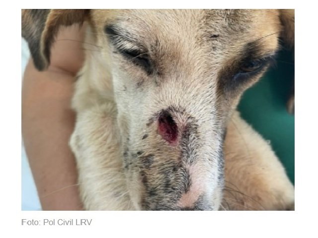 Cachorra é atingida com disparo de arma de fogo no interior do estado.