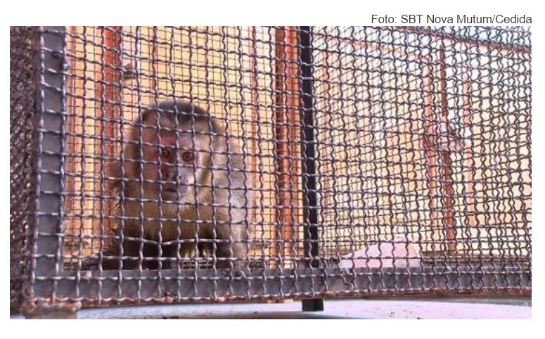 Após praticar furtos e correr atrás de cachorro com faca na mão, Macaco é resgatado pelo Corpo de Bombeiros em Nova Mutum/MT