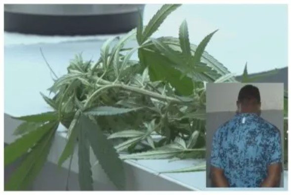 Espertalhão alega que maconha é melão de são caetano para fazer chá