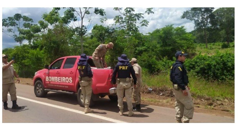 Bombeiros de Colíder juntos com PRF realizam o resgate de animal silvestre em Terra Nova do Norte.