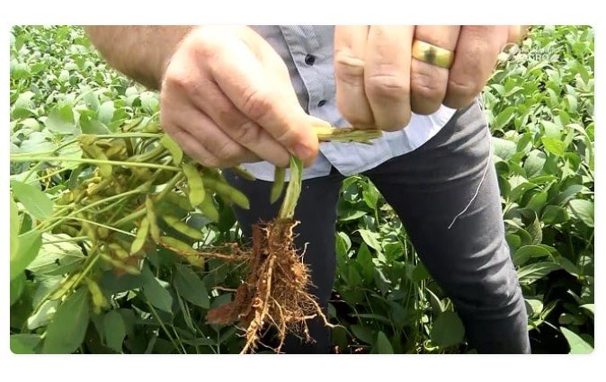 Áreas com sintomas de anomalia da soja preocupam agricultores em Mato Grosso