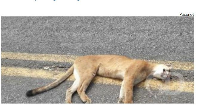 Onça parda morre ao ser atropelada em rodovia de MT; veja o vídeo