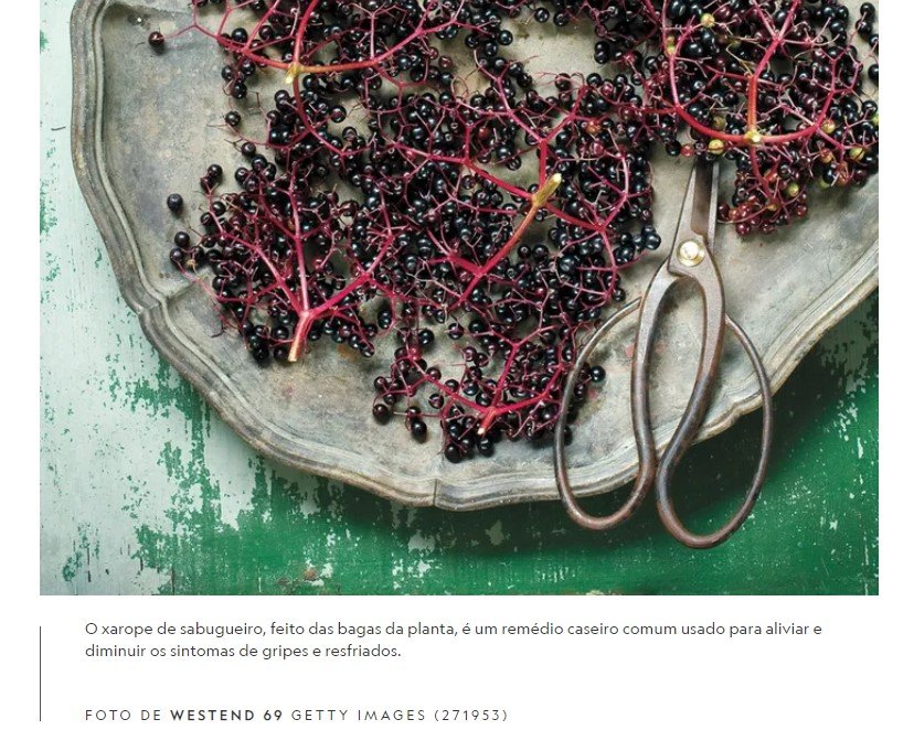 7 plantas medicinais que podem ajudar a combater gripes e resfriados