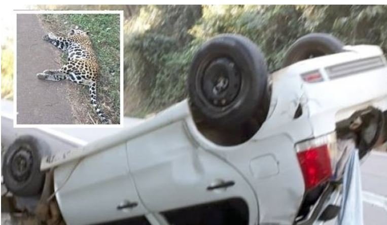 BR-174 Quatro pessoas ficam feridas após Fiat Pálio atropelar onça
