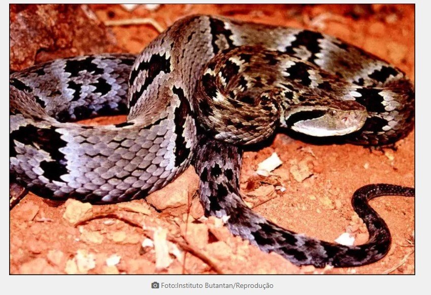 Mato Grosso registra mais de 1,7 ataques de cobras e escorpião em 2 anos
