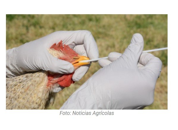 Brasil está em alerta contra a Influenza Aviária