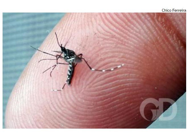 MT tem alta de mortes pela dengue; 96 cidades com risco alto