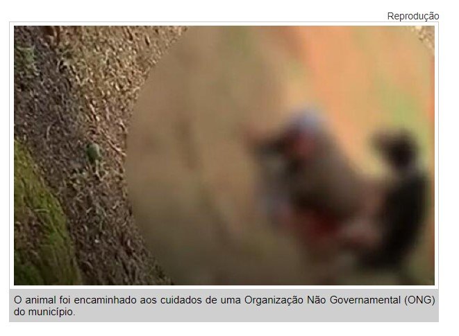 Morador de rua é flagrado estuprando cachorro em MT