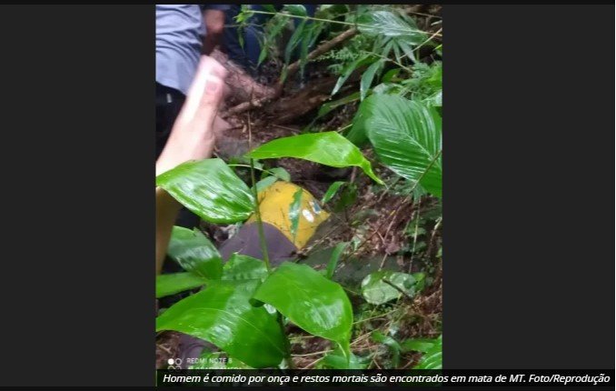 Homem é comido por onça e restos mortais são encontrados em mata de MT