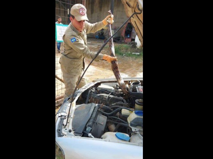 Motorista encontra cobra enrolada no motor do carro em Colíder