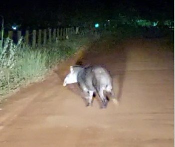 Pecuarista de Colíder registra passeio de Anta na estrada da Tratex. (Vídeo)