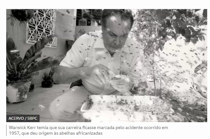Como brasileiro criou 'abelhas assassinas' por acidente e revolucionou a apicultura