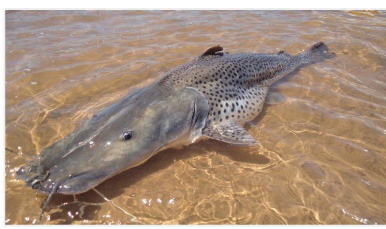 Pesca do pintado vai ser liberada após período de Piracema