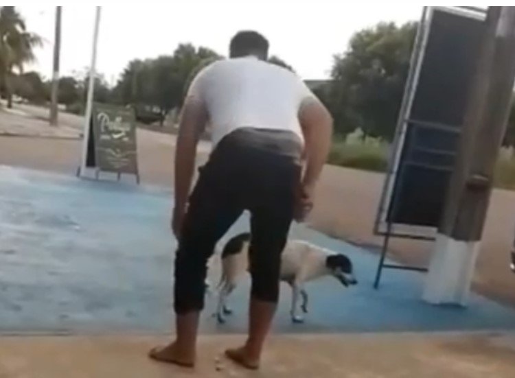 Vereador de Mato Grosso amarra bombinha na pata de um cachorro