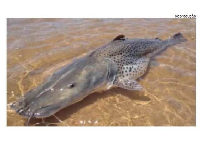 Pesca do pintado é liberada a partir de sexta-feira em MT