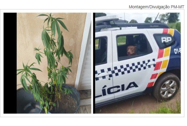 Pitbull 'vai preso' depois de 'dedurar' pé de maconha plantado em casa; veja vídeo